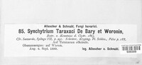 Synchytrium taraxaci image